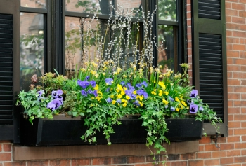 Photo of a window planting box full of flowers