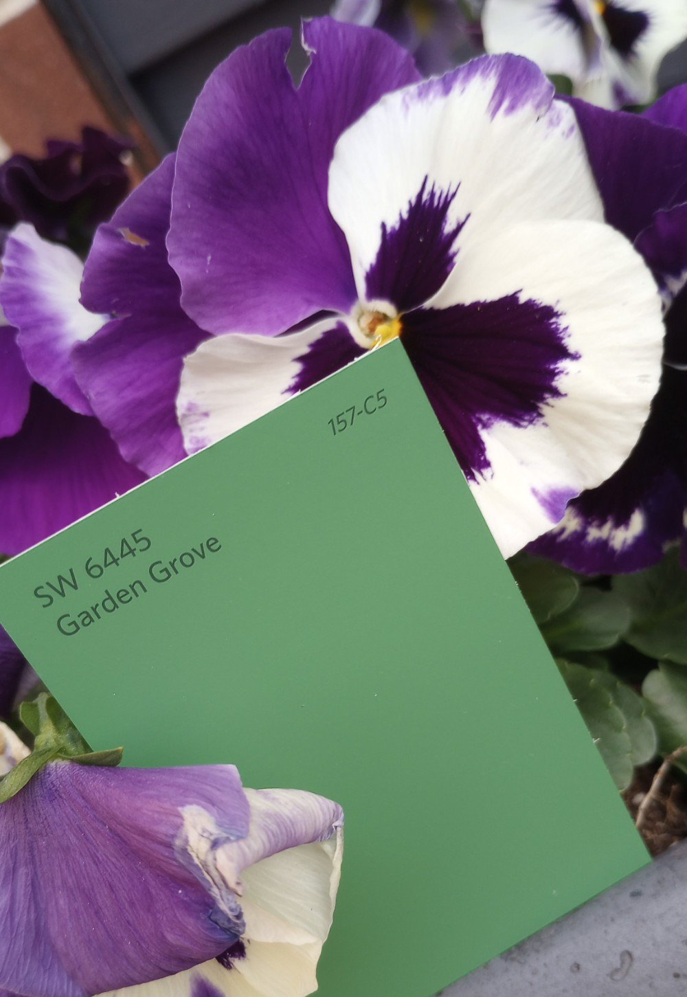 Green Color chip Garden Grove Sherwin Williams color id SW6455