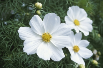 Green plant with white flowers  