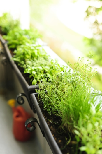 Window Boxes: Kale