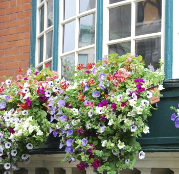 WIndow Boxes: Petunias