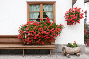 Big Window Boxes