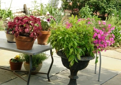 Patio Furniture Decor: Plants