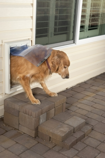 Photo of Dog Exiting a Pet Door.