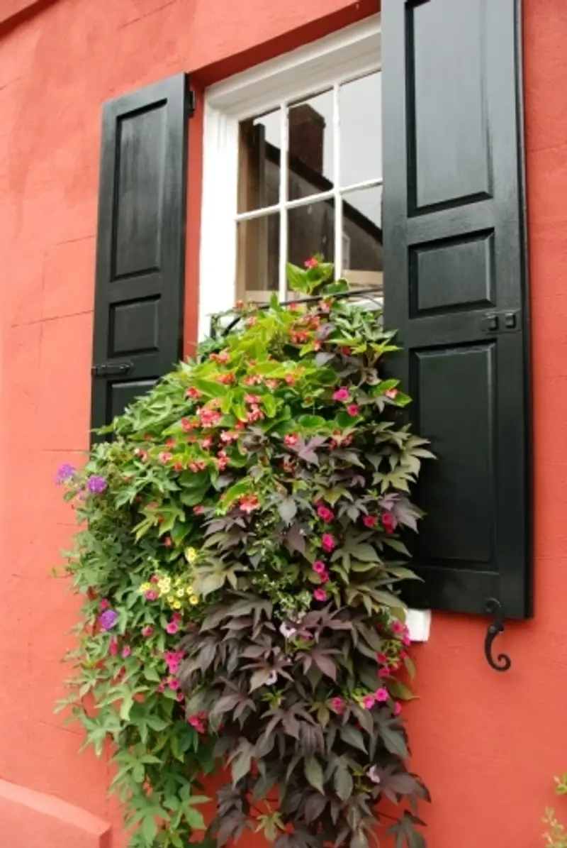 Window Boxes: Vines