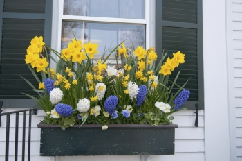 Window  Boxes: Bright Foliage