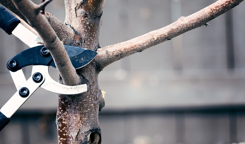 Pair of shears getting ready to cut a branch on a tree