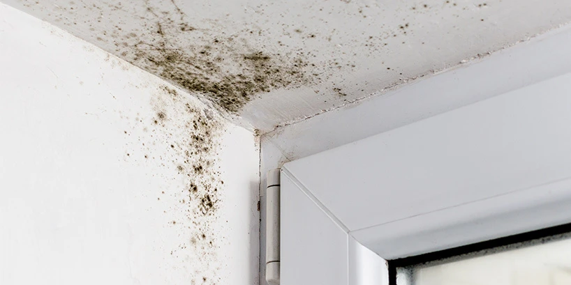 Moldy Ceiling