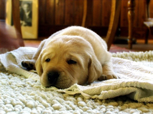 A tired, yellow labrador retriever puppy lying on a white blanket.