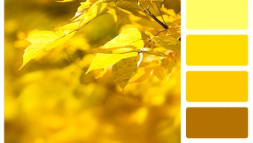 Photo of yellow leaves on a branch next to swatches of matching colors