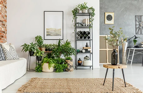 Living room with a white wall, couch, small table and shelves with plants.